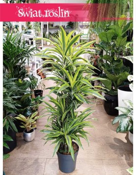 Wielka Dracena Lemon Lime, Duża Dracaena Lemon Lime, modne rośliny sklep internetowy
