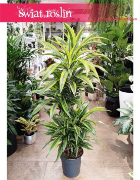 Wielka Dracena Lemon Lime, Duża Dracaena Lemon Lime, kwiaty doniczkowe sklep internetowy online
