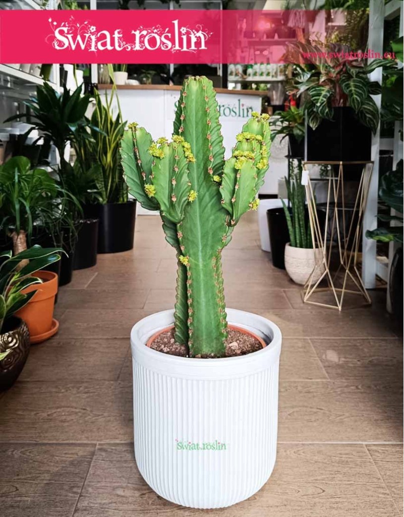 Wilczomlecz Wielki, Euphorbia Ingens
