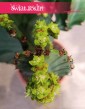 Wilczomlecz Wielki wspaniały kupulent, Euphorbia Ingens
