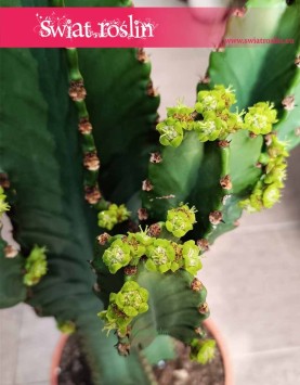 kaktus Wilczomlecz Wielki, Euphorbia Ingens nie wymagająca roślina doniczkowa