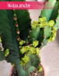 kaktus Wilczomlecz Wielki, Euphorbia Ingens nie wymagająca roślina doniczkowa
