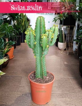 Wilczomlecz Wielki do kupienia w sklepie w Krakowie z wysyłką , Euphorbia Ingens