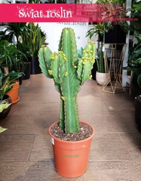Wilczomlecz Wielki łątwa w uprawie roślina doniczkowa do kupienia w sklepie online, Euphorbia Ingens
