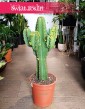 Wilczomlecz Wielki łątwa w uprawie roślina doniczkowa do kupienia w sklepie online, Euphorbia Ingens