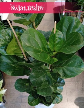 Duży Ficus Lyrata Bambino do kupienia w Krakowie, Wielki Fikus Lyrata Bambino
