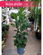 Duży Ficus Lyrata Bambino, Wielki Fikus Lyrata Bambino do kupieniaz wysyłką do domu
