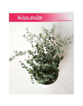 Eukaliptus Górski, Eukaliptus Niebieski, Eukaliptus Gunni, Eucalyptus Gunni.