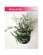Eukaliptus Górski, Eukaliptus Niebieski, Eukaliptus Gunni, Eucalyptus Gunni.