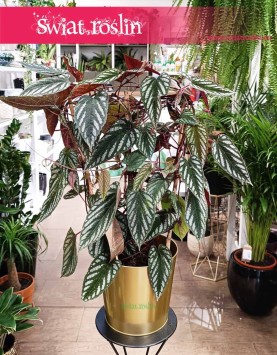 Cissus Discolor, Cissus Różnobarwny
