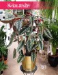 Cissus Discolor, Cissus Różnobarwny