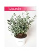 Eukaliptus Górski, Eukaliptus Niebieski, Eukaliptus Gunni, Eucalyptus Gunni 2