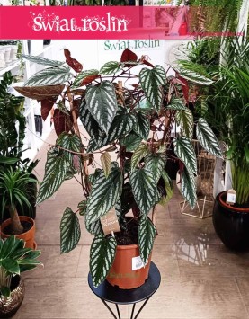 Pnącze ,Cissus Discolor, Cissus Różnobarwny, sklep z pnączami
