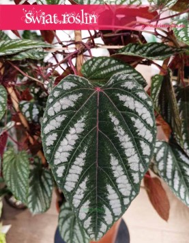 Cissus Discolor, Cissus Różnobarwny, świat roślin, kwiaty doniczkowe, rośliny egzotyczne, rośliny tropikalne