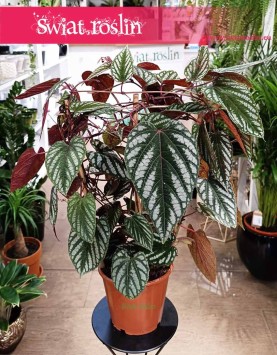 Cissus Discolor, Cissus Różnobarwny do kupienia w sklepie online internetowym z wysyłką
