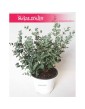 Eukaliptus Gunii, Eucalyptus Gunii, Eukaliptus Tasmański