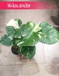 Monstera Thai Constellation, Monstera Deliciosa Thai Constellation kup online w sklepie internetowym