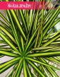 Kolekcjonerska roślina Dracena Marginata Sunray, Dracena Obrzeżona Sunray