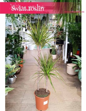 Dracaena Marginata Sunray, Dracena Marginata Sunray łatwa w uprawie roślina do biura do domu do firmy z wysyłką