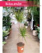 Dracaena Marginata Sunray, Dracena Marginata Sunray łatwa w uprawie roślina do biura do domu do firmy z wysyłką