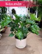Filodendron Selloum little hope , Philodendron Selloum little hope, Filodendron Podwójniepierzasty little hope
