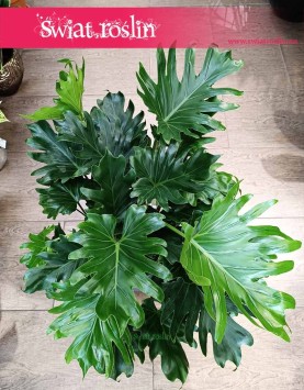 Filodendron Selloum little hope do kupienia w Krakowie z dostawą , Philodendron Selloum little hope,