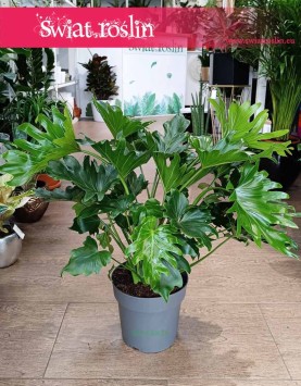 oczyszczający powietrze Filodendron Selloum little hope do kupienia online z dostawą, Philodendron Selloum little hope,