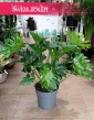 oczyszczający powietrze Filodendron Selloum little hope do kupienia online z dostawą, Philodendron Selloum little hope,