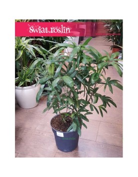Rhapis Multifida, Palma Palczasta, Finger Palm, Lady Palm 1