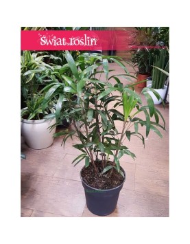 Rhapis Multifida, Palma Palczasta, Finger Palm, Lady Palm 2