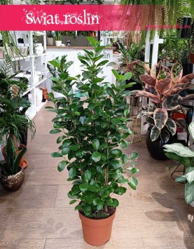 Ficus Microcarpa Moclame, Fikus Microcarpa Moclame sklep wysyłka