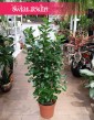 Ficus Microcarpa Moclame, Fikus Microcarpa Moclame sklep wysyłka