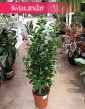Ficus Microcarpa Moclame, Fikus Microcarpa Moclame internetowy sklep online wysyłka