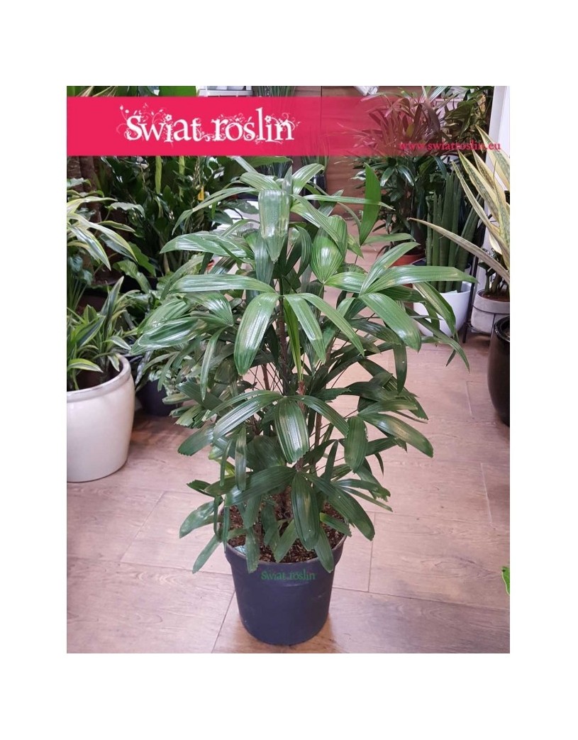 Rhapis Multifida, Palma Palczasta, Finger Palm, Lady Palm 3