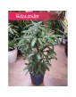 Rhapis Multifida, Palma Palczasta, Finger Palm, Lady Palm 3