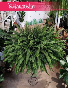 Paproć Nephrolepis Exaltata Green Lady, Nefrolepis Wyniosły Green Lady Zielona Dama do Kupienia w Krakowie