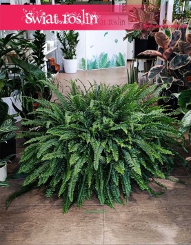 Paproć Nephrolepis Exaltata Green Lady kup internetowo online w sklepie w Krakowie, Nefrolepis Wyniosły Green Lady Zielona Dama