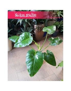 Philodendron Giganteum, Filodendron Giganteum 1