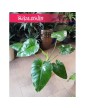 Philodendron Giganteum, Filodendron Giganteum 1