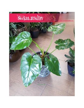 Philodendron Giganteum, Filodendron Giganteum 2