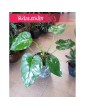 Philodendron Giganteum, Filodendron Giganteum 2