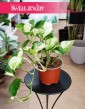 Epipremnum Majula Apple, kolekcjonerski Scindapsus Majula Apple z dostawą do domu ze sklepu internetowego online