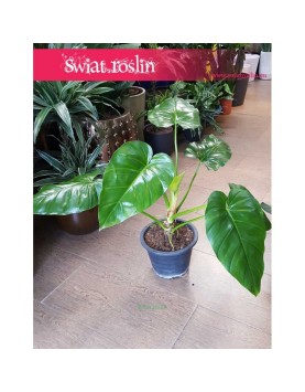 Philodendron Giganteum, Filodendron Giganteum 3