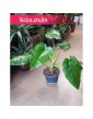Philodendron Giganteum, Filodendron Giganteum 3