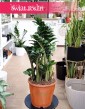 Średni  Zamiokulkas Zenzi, Średni  Zamioculcas Zenzi najlepsz roślina do biura