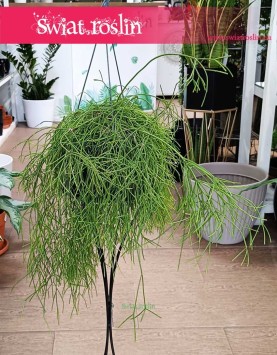 Rypsalis Cassutha, Rhipsalis Cassutha Kup w Krakowie lub online wysyłką, roślina Patyczak