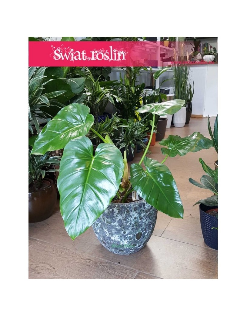 Philodendron Giganteum, Filodendron Giganteum 4