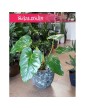 Philodendron Giganteum, Filodendron Giganteum 4