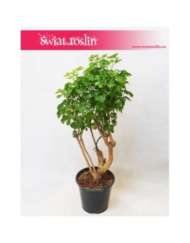 Polyscias Guilfoylei, Aralia Guilfoylei, Poliscias Guilfoylei 1
