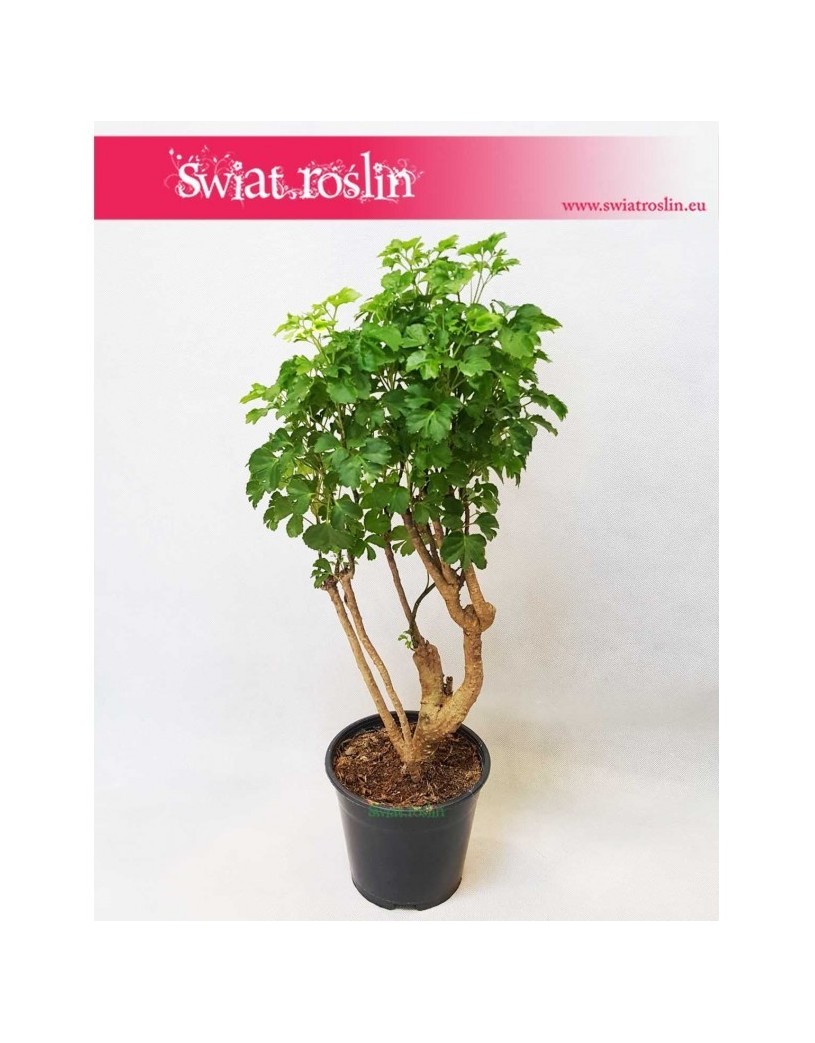 Polyscias Guilfoylei, Aralia Guilfoylei, Poliscias Guilfoylei 1